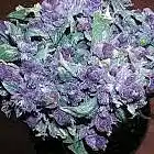 Picture for song 'Romantic Purple Haze' by artist 'CGregster'