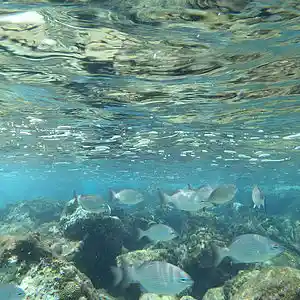 Picture for song 'Breathe In The Water' by artist 'Leonard Scaper'