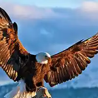 Picture for song 'Flying Eagle' by artist 'Peter Kosta's Galaxy Rock Band'