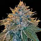Picture for song 'Kush' by artist 'BROTHER P ON THE TRAK'