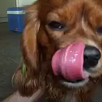 Picture for song 'Tea in the Parlour' by artist 'Viking Blues'