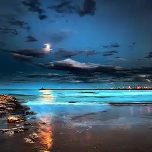 Picture for song 'STARS AND SEASHELLS-0.1(SECONDARY VERS.)' by artist 'KASYNO DRAGON (TOKYO DRAGONS)'