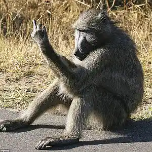 Picture for song 'Baboon (Ooo Baby)' by artist 'MoCity Jones'