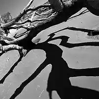 Picture for song 'Shadows' by artist 'Black Chalk'