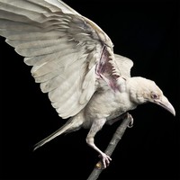 Picture for song 'Raven' by artist 'NardoFromThe9'