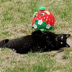 Picture for song 'Going for it - 2019' by artist 'Anderson Lake Blues Project'