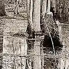 Picture for song 'Swamp Gas' by artist 'Bill LeCato'