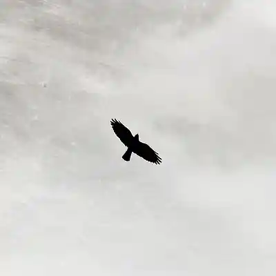 Picture for song '[free] poet fox / wu type [90 bpm]' by artist 'Sovtus'