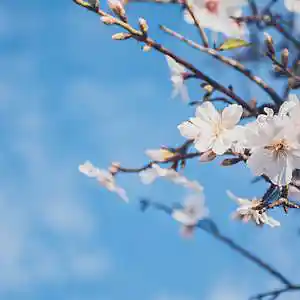 Picture for song 'Savage' by artist 'P.R Beats'