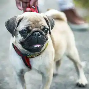 Picture for song 'Injection' by artist 'lil kopish'