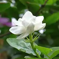 Picture for song 'Jasmine' by artist 'Early Bird Productions'