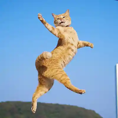 Picture for song 'NEKO Ascending' by artist 'Liminal Face'