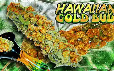 Picture for song 'ease my mind' by artist 'LONESTAR MONSTA'