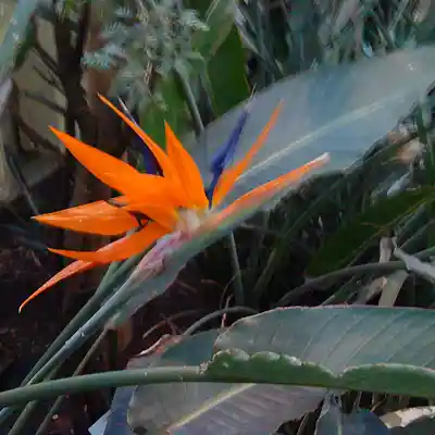 Picture for song 'ScEnToX - Meltdown' by artist 'ScEnToX'