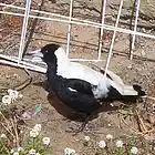 Picture for song 'False Start Blues.mp3' by artist 'tichphillips'