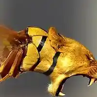 Picture for song 'Deep Floyd 110-Strange Morphs' by artist 'Jammer59'