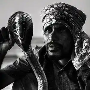 Picture for song 'Cobra' by artist 'GWBA Music'