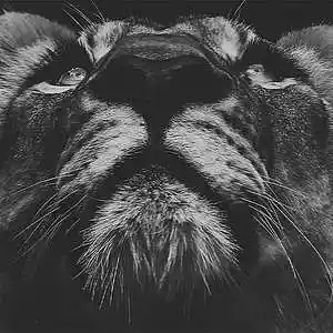 Picture for song 'SAVANA HIP HOP OLD SCHOOL Jay Z type Beat' by artist 'Zalfprod'