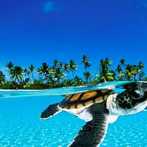 Picture for song 'Ocean Escape' by artist 'Brad Holmes'