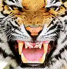 Picture for song 'Rusty Iron Tiger' by artist 'Sheer Kahn'