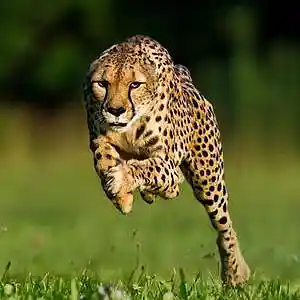 Picture for song 'Run' by artist 'Vladimir Verpakhovski'