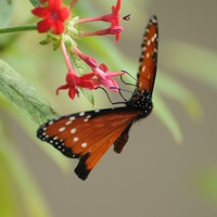 Picture for song 'Different Management Styles ' by artist 'Butterfly Lessons - Betsy Bolger Paulet poetry'