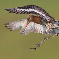 Picture for song 'MASTIGUND' by artist 'LARZNEW'