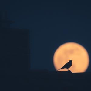 Picture for song 'NightCity 150bpm' by artist 'ScarySoundBeatz'