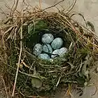 Picture for song 'The Cuckoo's Nest' by artist 'netgrass'