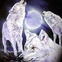 Picture for song 'Like the wolf's howling through the dark night' by artist 'Peter Kosta's Galaxy Rock Band'