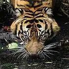 Picture for song 'eye of the tiger!!!! FREEstyle BEAT (FREE BEA' by artist 'CrunkStarzBeatz.Com'