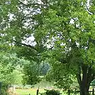 Picture for song 'My Paradise' by artist 'hank49'