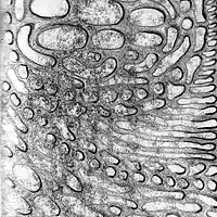 Picture for song 'Locomotive' by artist 'Walter de Jong'