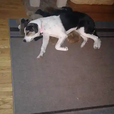 Picture for song 'Hound Dog Stranger' by artist 'Greg Strandberg'