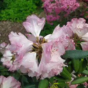 Picture for song 'Dark Movie 4 (2 Long Version)' by artist 'Restsound'