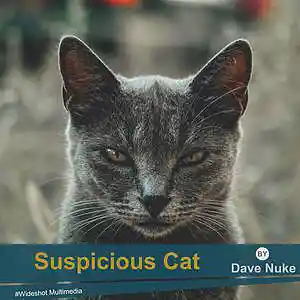 Picture for song 'Sospicious Cat (125 bpm)' by artist 'Dave Nuke'