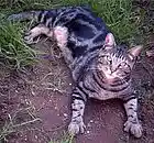 Picture for song 'Listen To Me' by artist 'Dollard-Lutack'