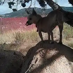 Picture for song 'ChicFiltrGuitgd' by artist 'Lawrence Tovar Jr.'