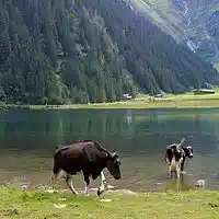 Picture for song 'Liar!' by artist 'Wolfini'