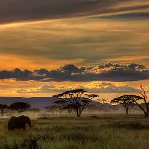 Picture for song '[ FREE DOWNLOAD] ---AFRICA' by artist 'DNA DUO Beats'