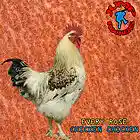 Picture for song 'Chicken Chicken' by artist 'Jumprockers (H)'