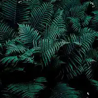 Picture for song 'Fiji' by artist 'ZERO FUX WORLD'
