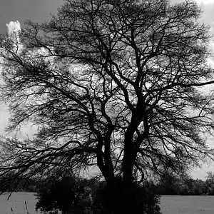 Picture for song 'certifiable insane' by artist 'abiliphy'