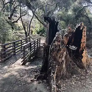 Picture for song 'Like a Dead Tree Out of Its Misery' by artist 'Gagmesharkoff'