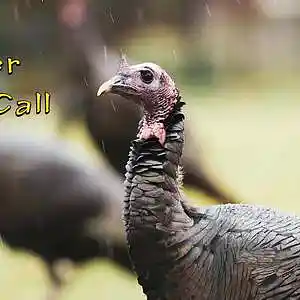 Picture for song 'Turkey Humper' by artist 'JoshPranks'