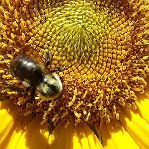 Picture for song 'BigDay' by artist 'Cevin Clay'