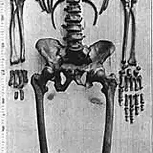 Picture for song 'Bach gigue in D' by artist 'JimRoss'