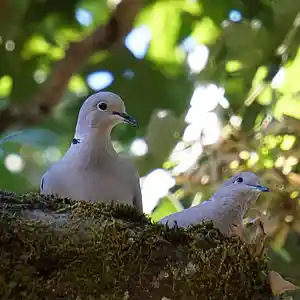 Picture for song 'daliah' by artist 'Mattila'