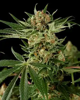 Picture for song 'Cloud9' by artist 'Tay Beats'