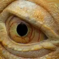 Picture for song 'Sectacide' by artist 'Alan L Cole'